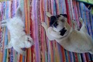 Αυτά είναι τα δύο πιο διάσημα pets του ελληνικού ίντερνετ