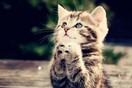 Τι σημαίνουν τα διαφορετικά νιαουρίσματα που χρησιμοποιεί η γάτα σου για να επικοινωνήσει μαζί σου