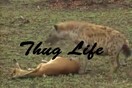 Αυτή η γαζέλα είναι το Thug Life της ημέρας!