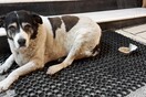 Θεσσαλονίκη: «Μην ταΐζετε τα υπέρβαρα αδέσποτα σκυλιά, κινδυνεύουν»
