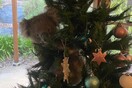 Βίντεο: Γύρισαν στο σπίτι και βρήκαν ένα κοάλα πάνω στο χριστουγεννιάτικο δέντρο