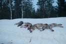 Οι λύκοι διχάζουν τη Νορβηγία
