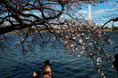 Cherry blossoms