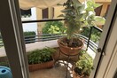 Σαρκοβόρο