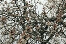 Κοιλιομένος