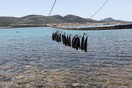 Αντίπαρος