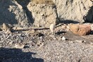 Ηλεκτρικό πρόβατο στην ακροθαλασσιά