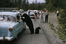Η αιφνίδια συνάντηση μιας αρκούδας με μία ανθρωπολόγο