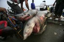 Στο «σημείο χωρίς επιστροφή» καρχαρίες και σαλάχια - Μείωση πληθυσμών πάνω από 70% μέσα σε 50 χρόνια