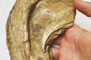 Μουσείο σπάνιων απολιθωμάτων και πετρωμάτων στην Κω από 19χρονο φοιτητή
