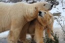 Σκωτία: Οι πολικές αρκούδες Άρκτος και Βικτώρια είναι ξανά μαζί [ΒΙΝΤΕΟ]