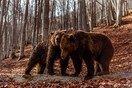 «Αρκτούρος»: Υιοθέτησε έναν λύκο ή μια αρκούδα - Virtual tours για τους πραγματικούς φίλους των ζώων