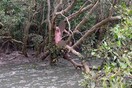Αυστραλία: Ψαράδες βρήκαν γυμνό φυγά πάνω σε δέντρο, σε έλος με κροκόδειλους- Ήταν εκεί «4 ημέρες»