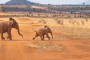 Η Ναμίμπια δημοπρατεί 170 ελέφαντες - Η αύξηση του πληθυσμού απειλεί τους κατοίκους