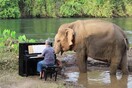 Ο Πολ Μπάρτον παίζει πιάνο σε ελέφαντες που σώθηκαν από την αιχμαλωσία [ΒΙΝΤΕΟ]