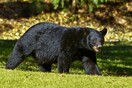 Αλάσκα: Δέχτηκε επίθεση από αρκούδα στην τουαλέτα
