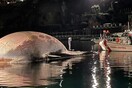 Ιταλία: Η ακτοφυλακή ανέσυρε νεκρή φάλαινα βάρους 70 τόνων [ΒΙΝΤΕΟ&ΕΙΚΟΝΕΣ]