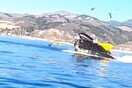 Βίντεο: Φάλαινα παραλίγο να «καταπιεί» δύο γυναίκες που έκαναν κανό
