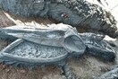 Σπάνιο εύρημα: Αρχαίος σκελετός φάλαινας ανακαλύφθηκε στην Ταϊλάνδη