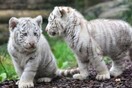 Πακιστάν: Δύο μωρά λευκά τιγράκια πέθαναν σε ζωολογικό πάρκο «πιθανώς από covid-19»