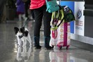 ΗΠΑ: Μόνο τα εκπαιδευμένα σκυλιά θεωρούνται «ζώα βοήθειας» στα αεροπλάνα
