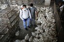Ινδία: Θανατώσεις χιλιάδων πουλερικών μετά από κρούσματα γρίπης των πτηνών
