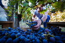 Ιταλία: Στροφή στο διαδίκτυο και στην απευθείας διάθεση του κρασιού από τους οινοπαραγωγούς