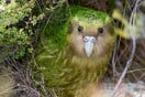Το kakapo στέφθηκε «Πτηνό της Χρονιάς» για το 2020 [ΒΙΝΤΕΟ]