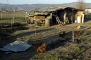 Κορωπί: Δύο συλλήψεις για την κλοπή 165.000€ από κοτέτσι- Τους πρόδωσαν τα εμβάσματα