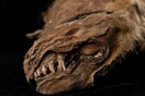 Καναδάς: Ανακαλύφθηκε σπάνιο μουμιοποιημένο λυκάκι ηλικίας 56.000 ετών