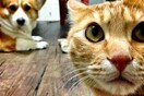 Η Νότια Κορέα θα κάνει τεστ κορωνοϊού σε κατοικίδιους σκύλους και γάτες