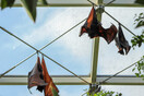 Κορωνοϊός: Επιστήμονες εντόπισαν νέα αποδεικτικά στοιχεία σε νυχτερίδες