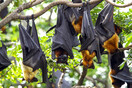 Γουχάν: Έρευνα στις σπηλιές των νυχτερίδων προτείνει στέλεχος του ΠΟΥ