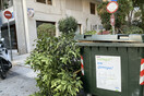 Πρόστιμο σε ιδιοκτήτη που έκοψε δέντρο μπροστά από την επιχείρησή του στην Αθήνα