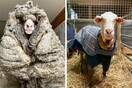 Βίντεο: Μαλλί βάρους 35 κ. αφαιρέθηκε από πρόβατο- Βρέθηκε σε δάσος