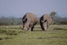 Κένυα: Πρώτη φορά κανένας θάνατος ρινόκερου από λαθροθηρία για πάνω από 20 χρόνια