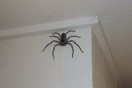 Μία γυναίκα μοιράζεται το σπίτι της με μία τεράστια αράχνη - «Τη λένε Σαρλότ»