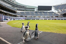 Ενυδρείο έστειλε πιγκουίνους στο άδειο γήπεδο των Chicago Bears για βόλτα