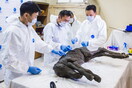 Ρωσικό εργαστήριο ξεκινά για πρώτη φορά έρευνα για προϊστορικούς ιούς - Σε ζώα από το λιωμένο πέρμαφροστ