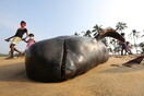 Σρι Λάνκα: Πάνω από 100 φάλαινες εξόκειλαν σε ακτή - Αγωνιώδης επιχείρηση διάσωσης [ΦΩΤΟΓΡΑΦΙΕΣ]