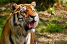 Η 8 μηνών τίγρης που αντί να βρυχάται «τραγουδάει» [ΒΙΝΤΕΟ]