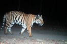 Τίγρης ταξίδεψε 3.000 χιλιόμετρα σε 9 μήνες για να βρει ταίρι αλλά δεν τα κατάφερε