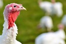 Γρίπη των πτηνών: Πρώτο κρούσμα στη Νορβηγία- Ξέσπασμα της νόσου σε φάρμα στo Βέλγιο