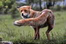Γρεβενά: Νεκρή αλεπού από δηλητηριασμένο δόλωμα - Δεκάδες διάσπαρτα στην περιοχή 