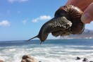 Βρέθηκαν θαλάσσια σαλιγκάρια που αυτοαποκεφαλίζονται δημιουργώντας νέο σώμα