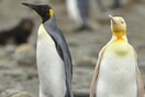 Φωτογράφος απαθανάτισε σπάνιο κίτρινο πιγκουίνο - Πώς εξηγείται το χρώμα του