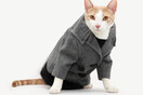 Haute Cat-ure