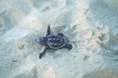 Ζάκυνθος: Γεννήθηκε το πρώτο χελωνάκι caretta caretta