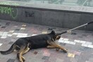 Καταγγελία για τη συμπεριφορά υπαλλήλων του Δήμου σε αδέσποτο
