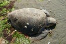 Αλεξανδρούπολη: Μαζικοί θάνατοι χελωνών caretta-caretta